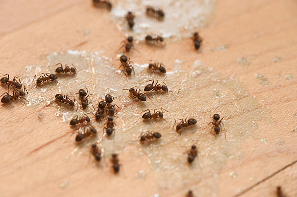  Emigration Canyon, UT Pest Control Pros